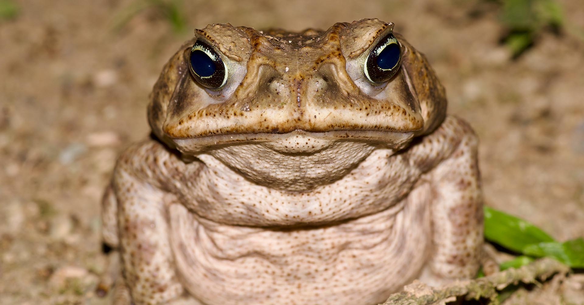 Foto: C. Brück, CC BY-SA 4.0