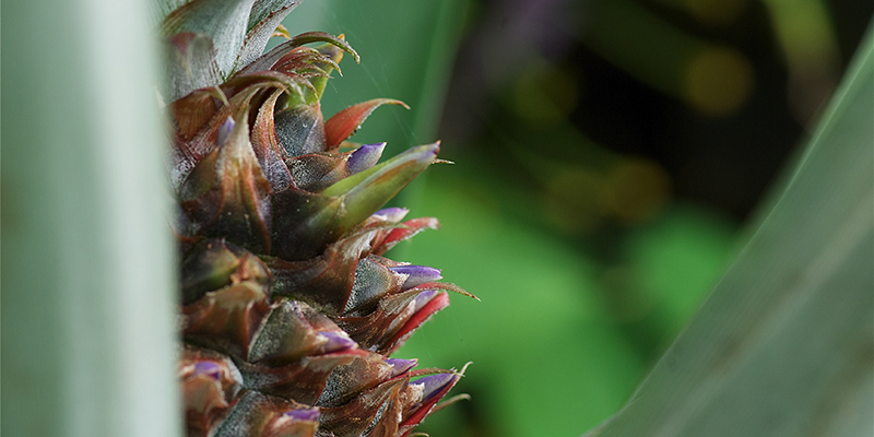 Foto: Magnus Lidén, Uppsala universitet